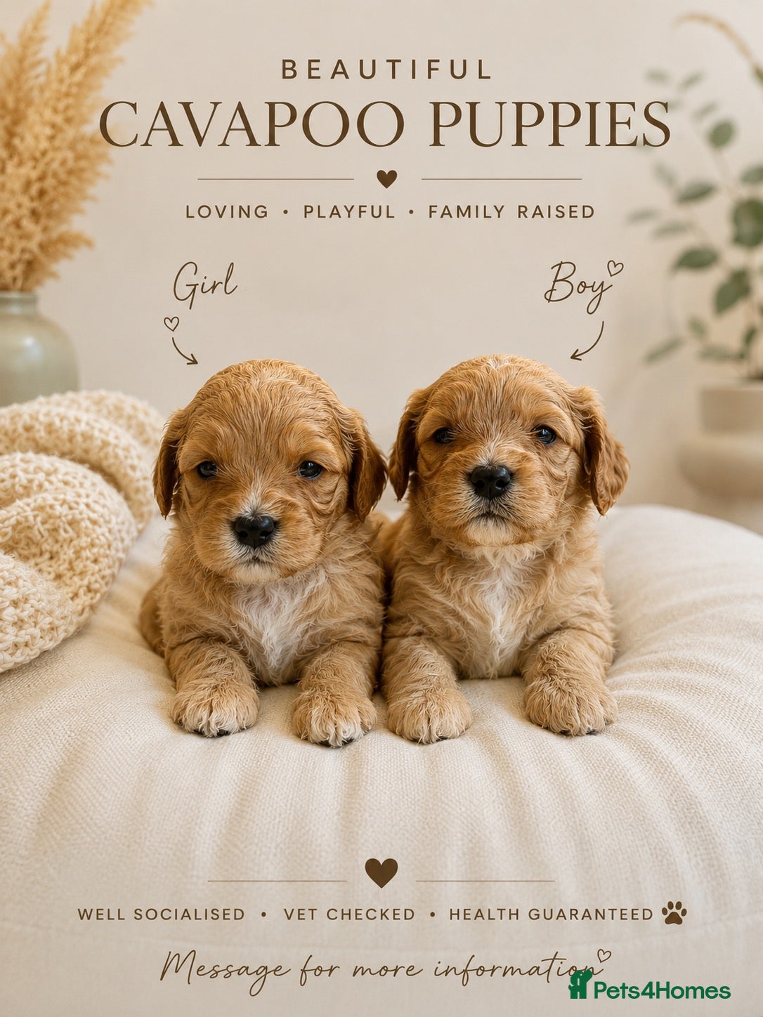 Cavapoo dogs F1 CAVAPOO PUPPIES 5 STAR LICENSED BREEDER.  - Advert 6