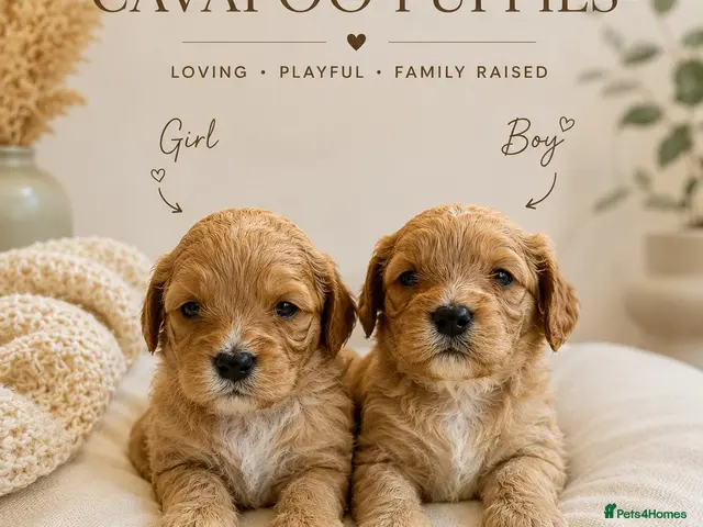 Cavapoo dogs F1 CAVAPOO PUPPIES 5 STAR LICENSED BREEDER. - Advert 6