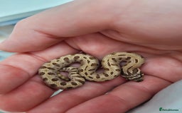 Snake reptiles for sale: Western Hognose CB25 babies  - Image 4