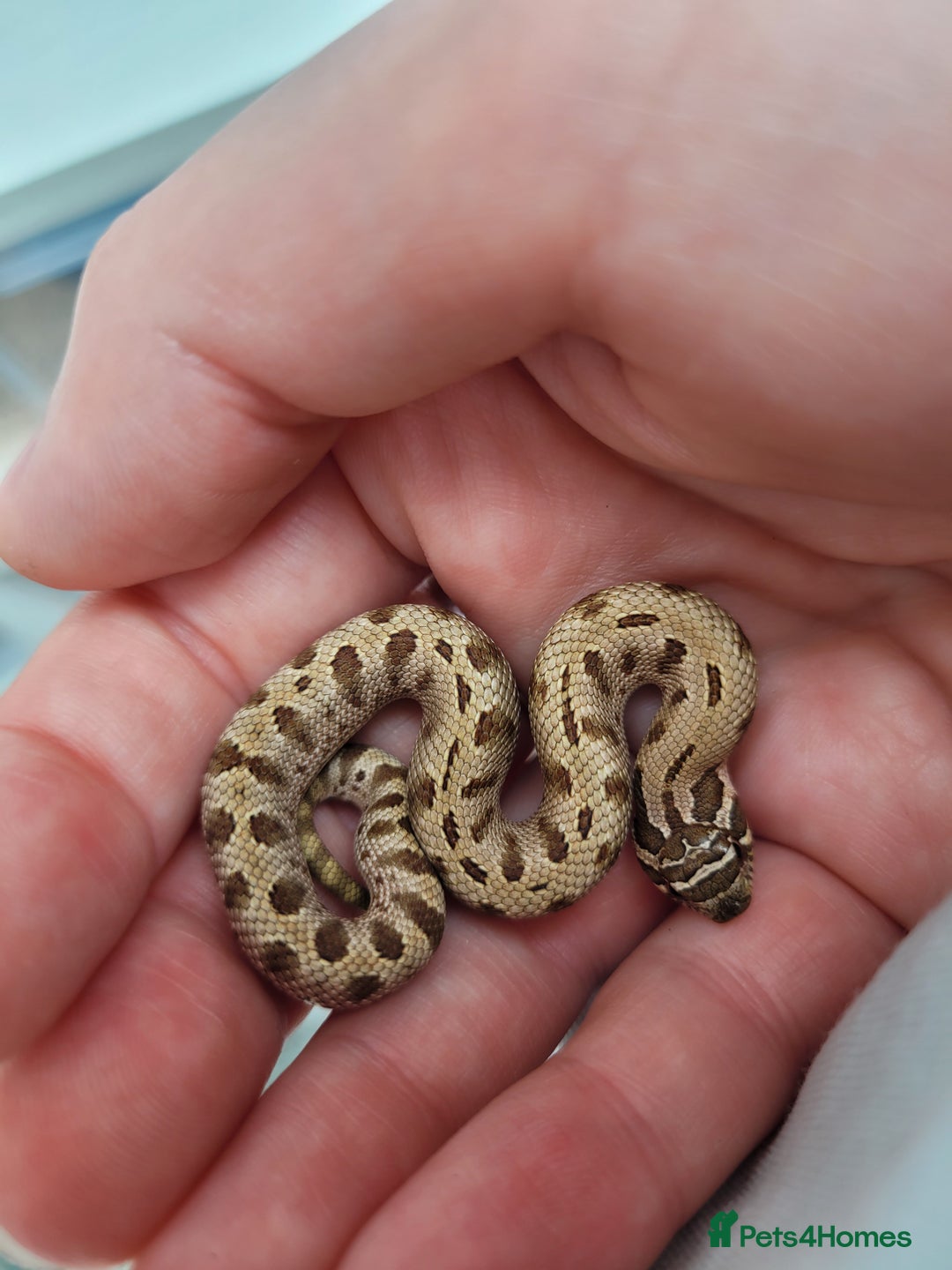 Snake reptiles for sale: Western Hognose CB25 babies  - Image 4
