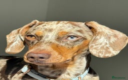 Miniature Dachshund dogs for stud: Miniature Dachshund - Stud - Image 3