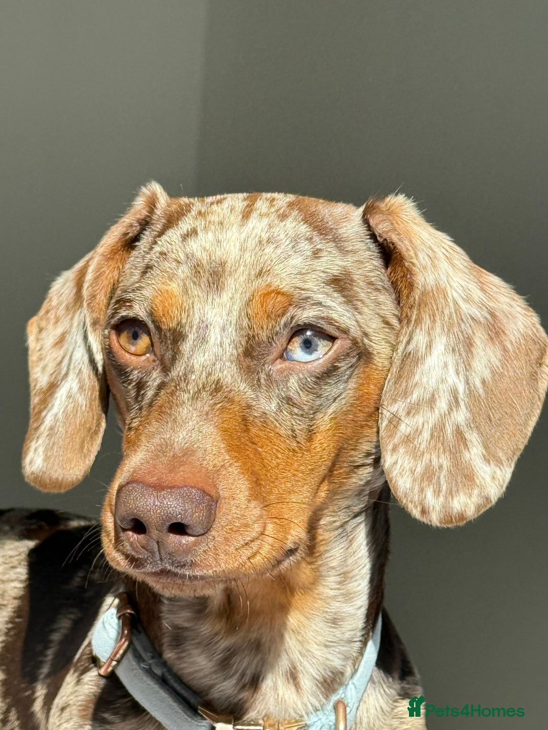 Miniature Dachshund dogs for stud: Miniature Dachshund - Stud - Image 3