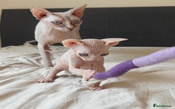 Sphynx cats for sale: Pedigree Sphynx Kitten in Bedford - Image 21