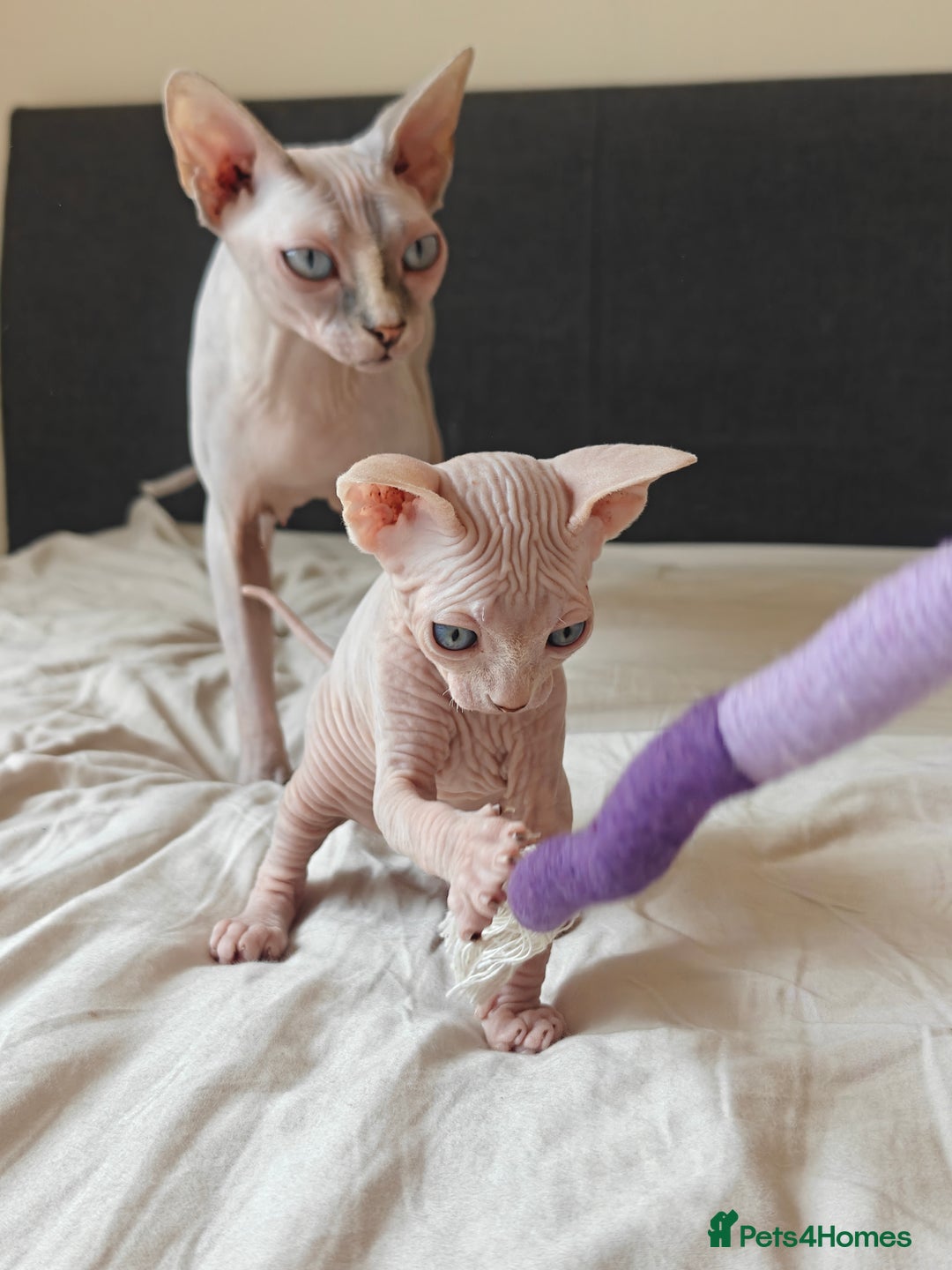 Sphynx cats for sale: Pedigree Sphynx Kitten in Bedford - Image 21