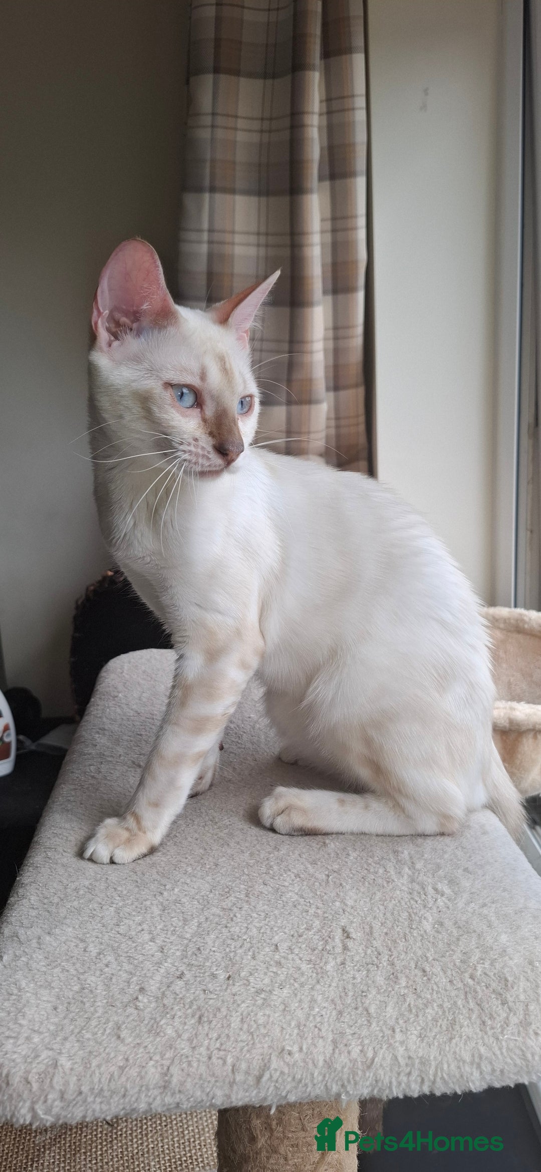 Bengal cats for sale: Pure Bengal kitten in Cheltenham - Image 3