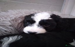 Jackapoo dogs for sale: Jackapoos - Image 2
