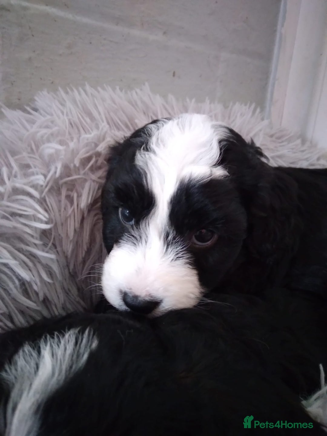 Jackapoo dogs for sale: Jackapoos - Image 2