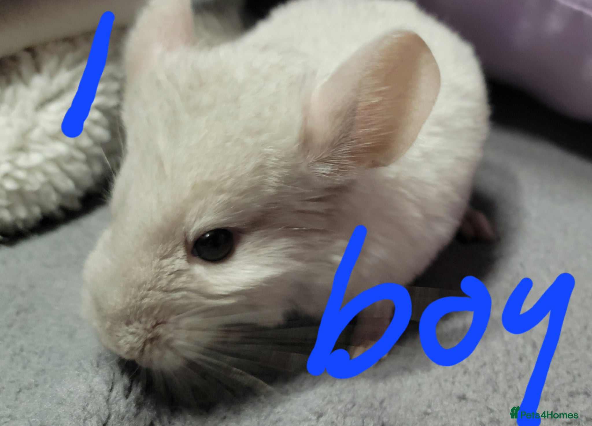 Chinchilla rodents Various baby chinchillas for sale - Advert 15