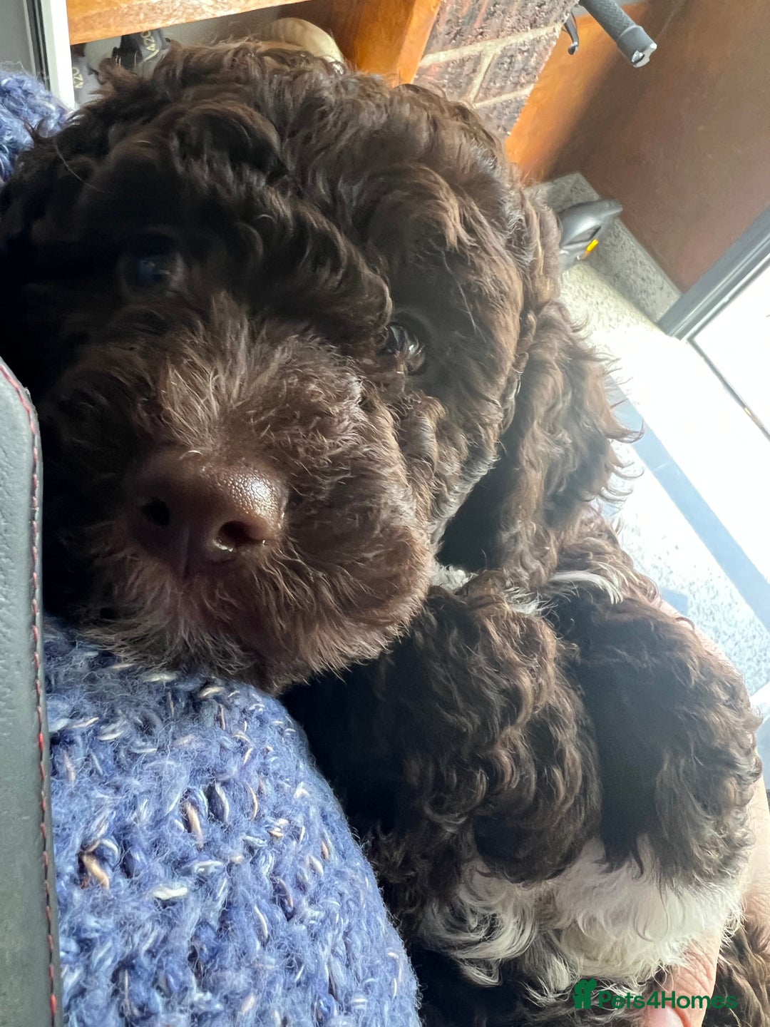Lagotto Romagnolo dogs for sale: Litter of Hypoallergenic Lagotto/ not cockapoo  - Image 11