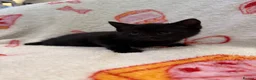 Domestic Shorthair cats for sale: 2 Beautiful Kittens Looking For Forever Home - Advert 2