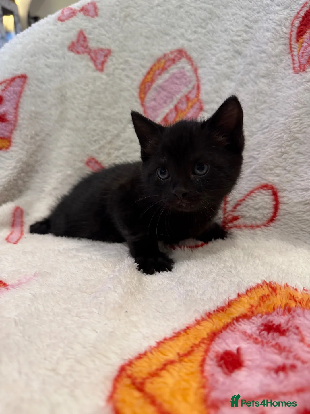 Domestic Shorthair cats for sale: 2 Beautiful Kittens Looking For Forever Home - Advert 2