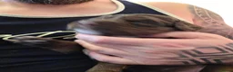 Cocker Spaniel dogs for sale: Beautiful proven cocker spaniels for sale - Advert 33