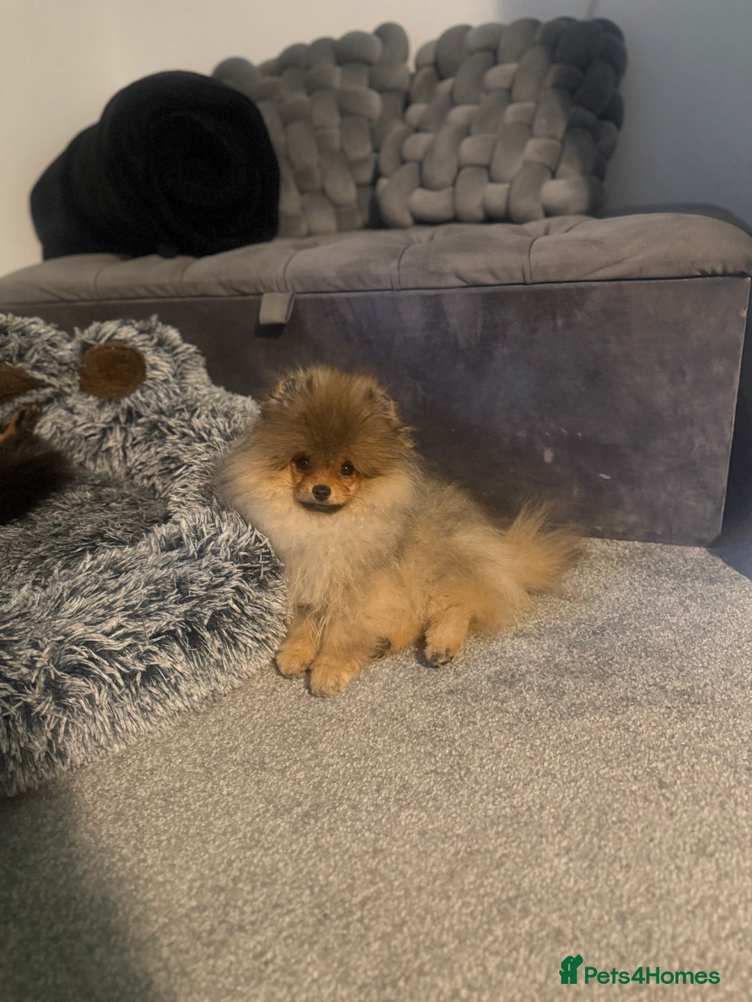 Pomeranian dogs for sale: orange Pomeranian puppy - Advert 7