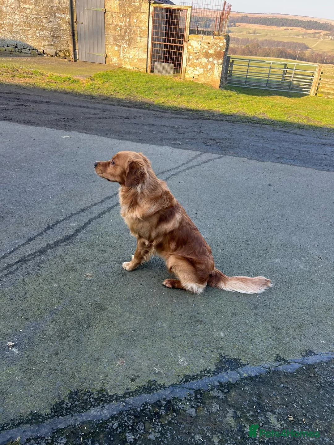 Golden Retriever dogs for sale: Beautiful Trained Golden Retriever  - Advert 9
