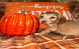 Cocker Spaniel dogs for sale: 🧡💛❤️Stunning KC Show Cocker Spaniels❤️🩷🧡 - Image 8