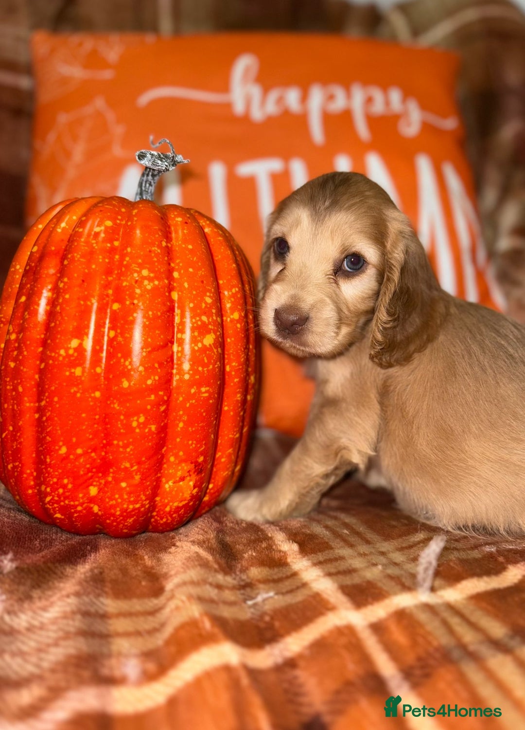 Cocker Spaniel dogs for sale: 🧡💛❤️Stunning KC Show Cocker Spaniels❤️🩷🧡 - Image 8