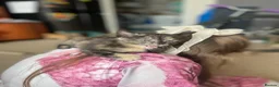 Mixed Breed cats for sale: Little best friends - Advert 20