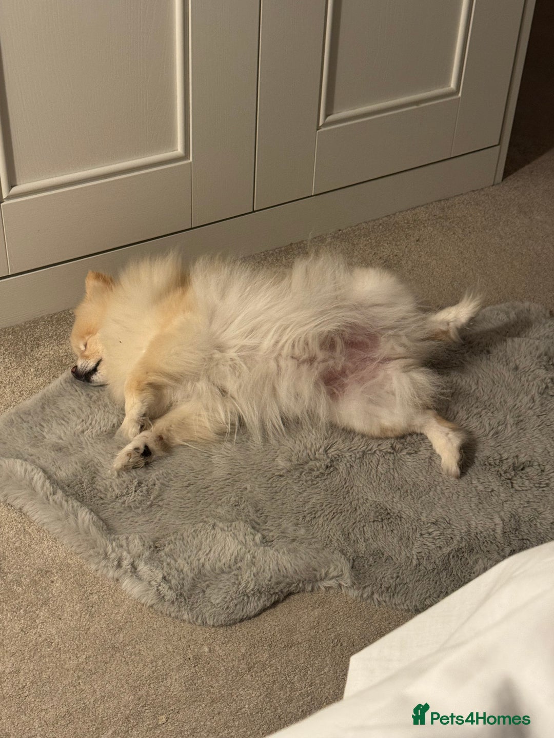 Pomeranian dogs for sale: Poppie - Advert 3