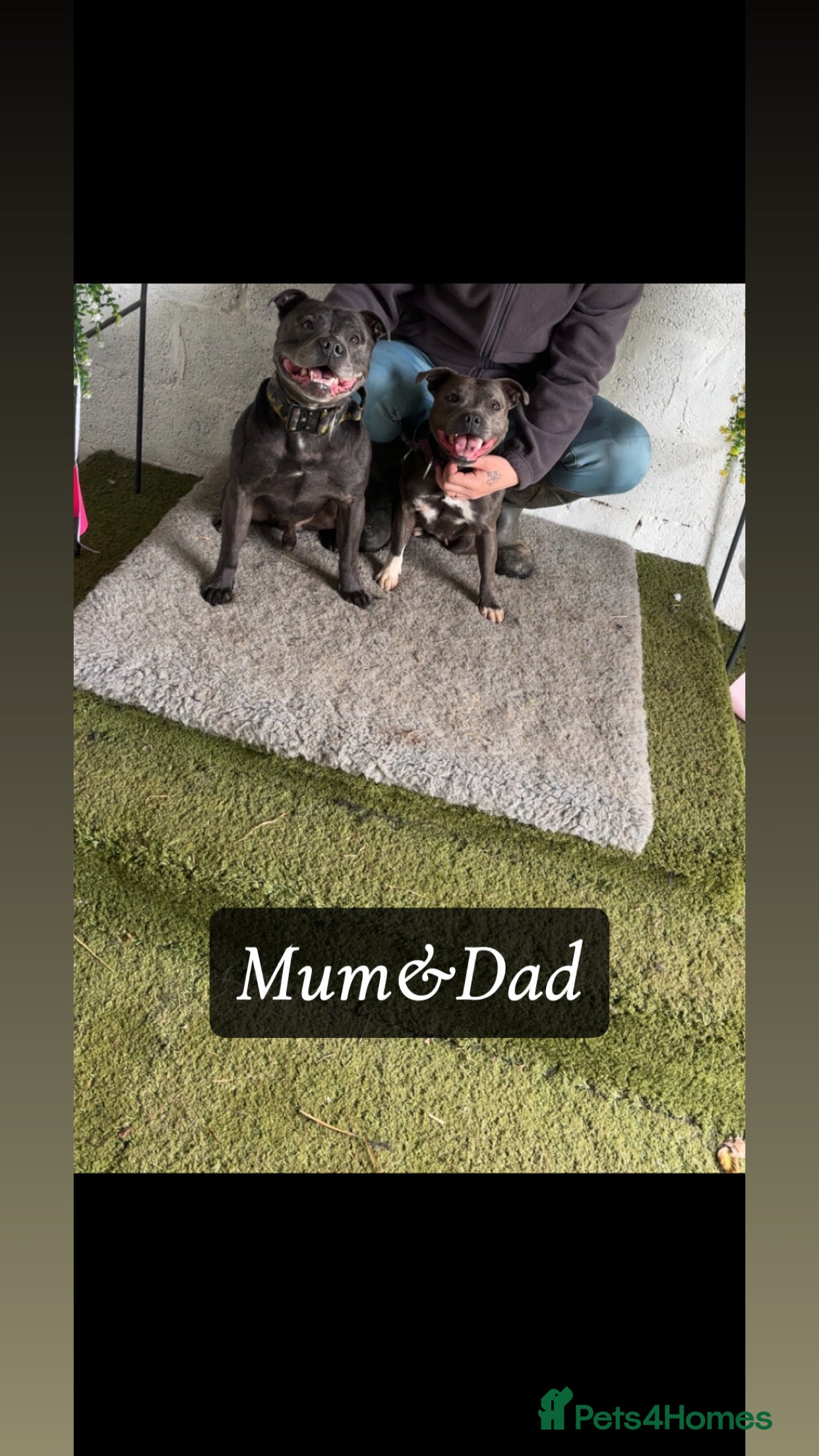 Staffordshire Bull Terrier dogs Blue staffordshire terrier pup's  - Advert 4