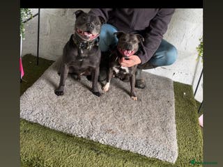 Staffordshire Bull Terrier dogs Staffordshire terrier pup's - Advert 3