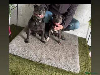 Staffordshire Bull Terrier dogs Staffordshire terrier pup's - Advert 3