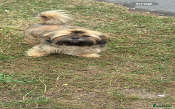 Shih Tzu dogs for stud: Rocco - Image 7