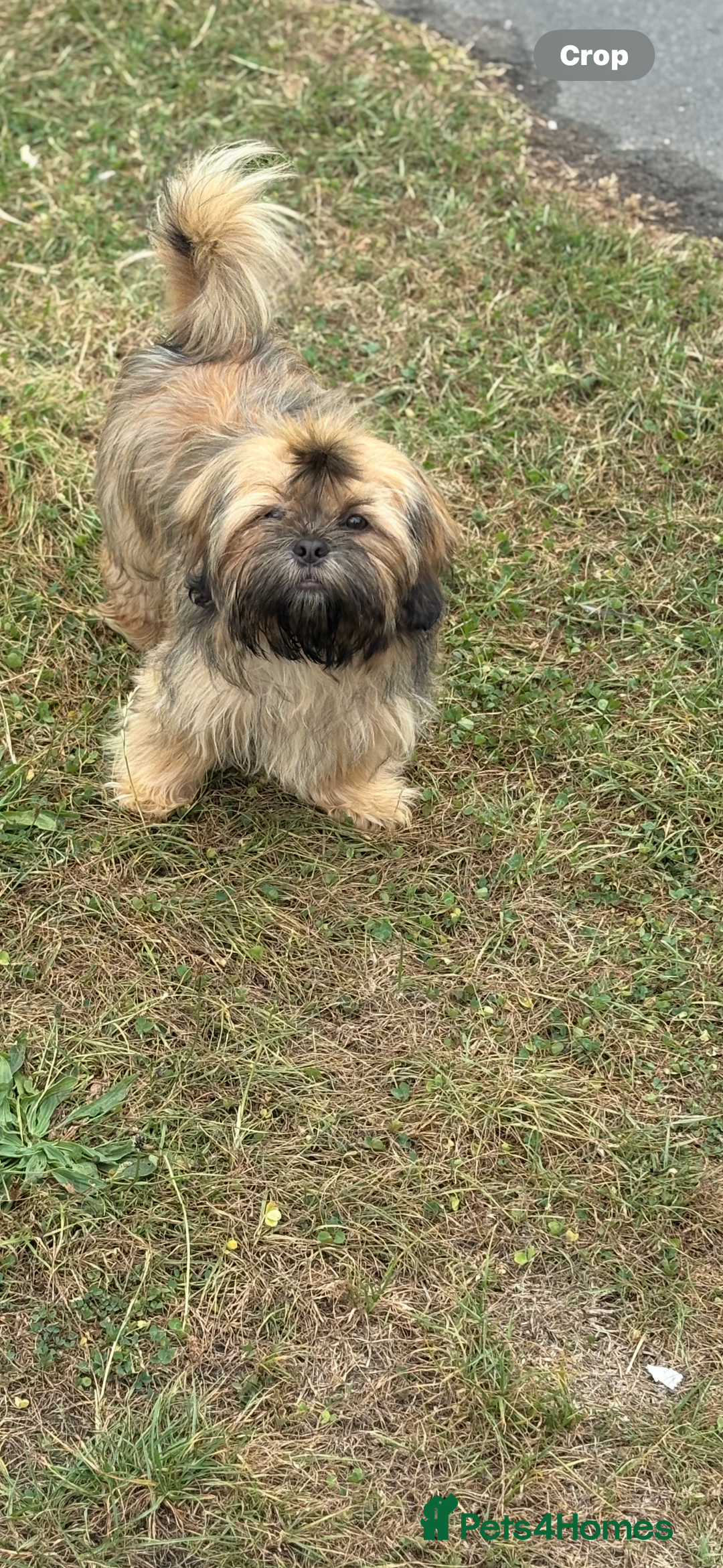 Shih Tzu dogs for stud: Rocco - Image 7