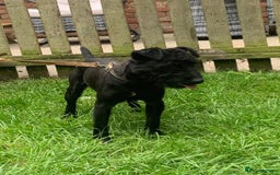 Patterdale Terrier dogs for sale: patterdale terrier puppies  - Image 3