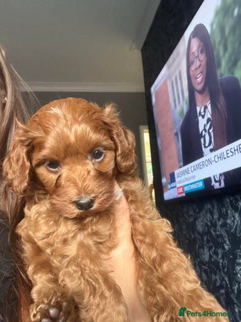 Maltipoo dogs - Advert 8