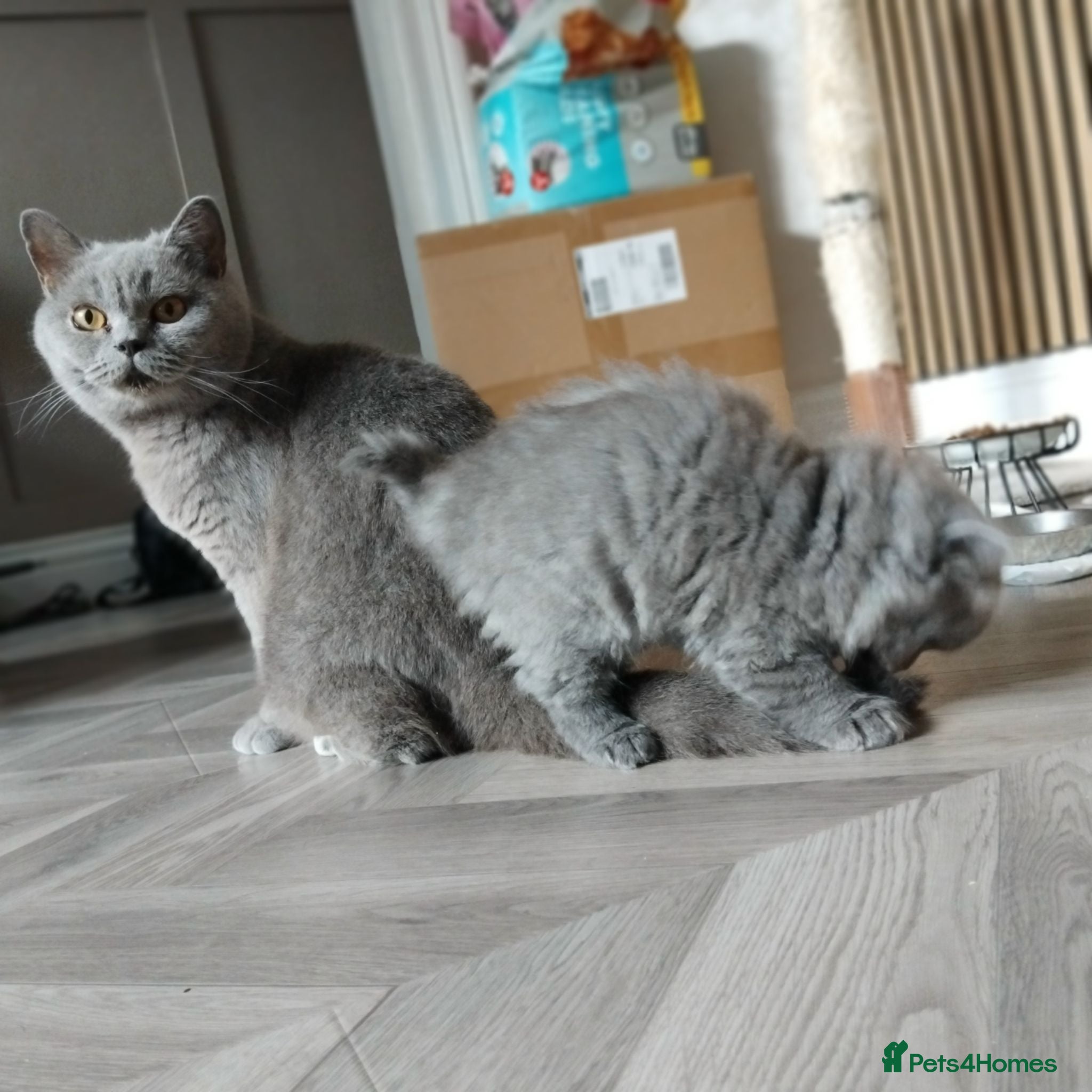 British Shorthair cats British shorthair kittens  - Advert 12