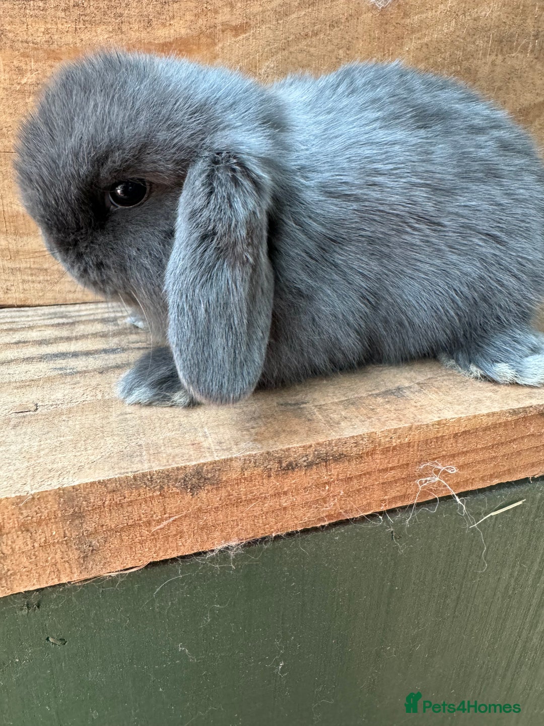 Mini Lop rabbits for sale: MINI LOP BUNNIES - PEDIGREE  - Image 26