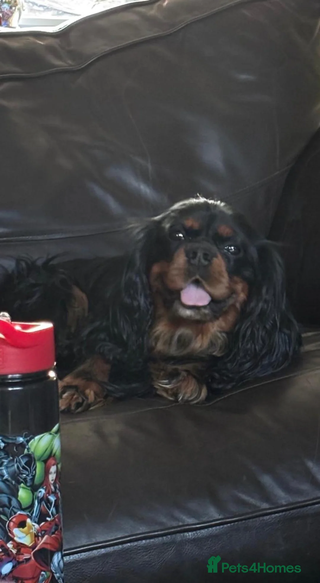 Cavalier King Charles Spaniel dogs for sale: Cavalier King Charles Spaniel KC Puppies in Ellesmere Port - Advert 16