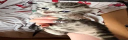 Bengal cats for sale: Grey tabby/bengal kitten  - Advert 3