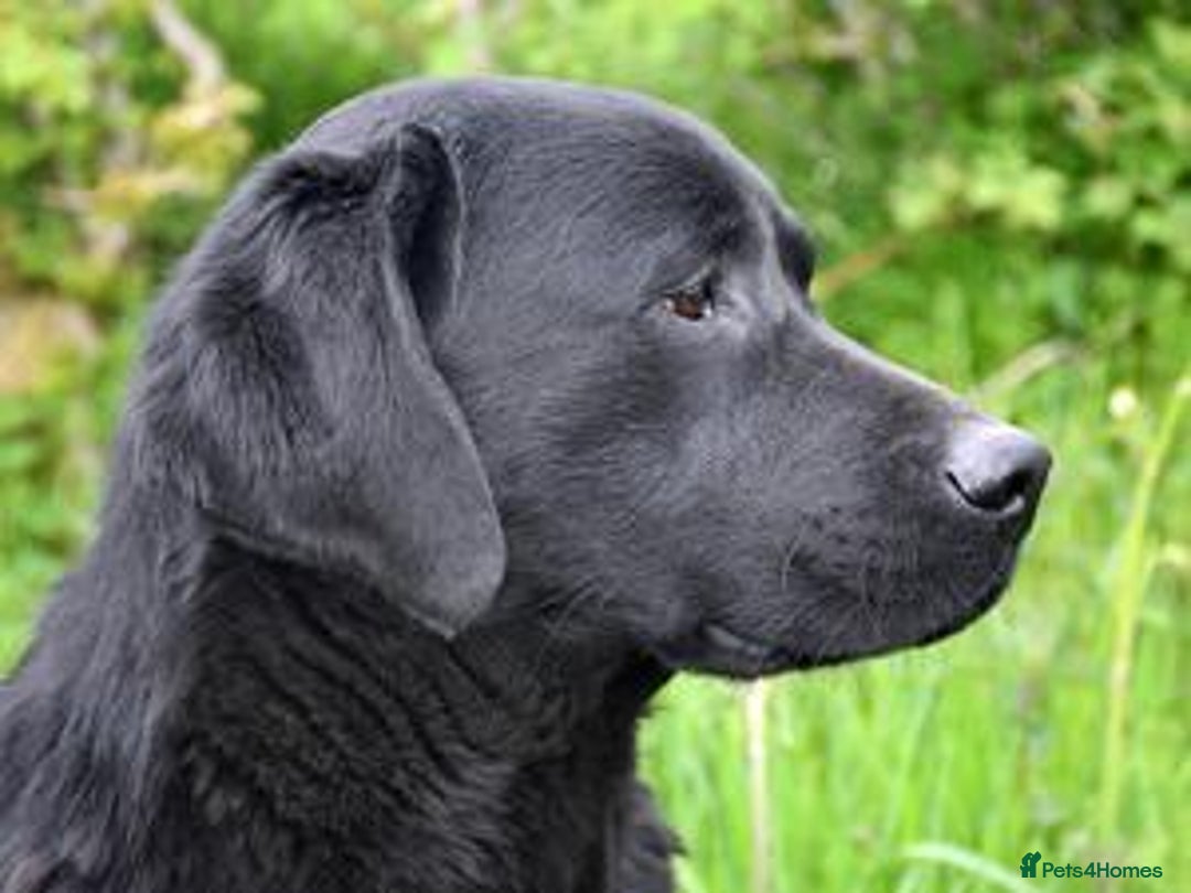 Labrador Retriever dogs for sale: Quality Black and chocolate show type puppies  - Image 2