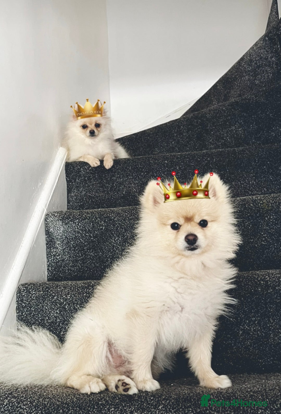 Pomeranian dogs for stud: Pomeranian dog for stud - Advert 4