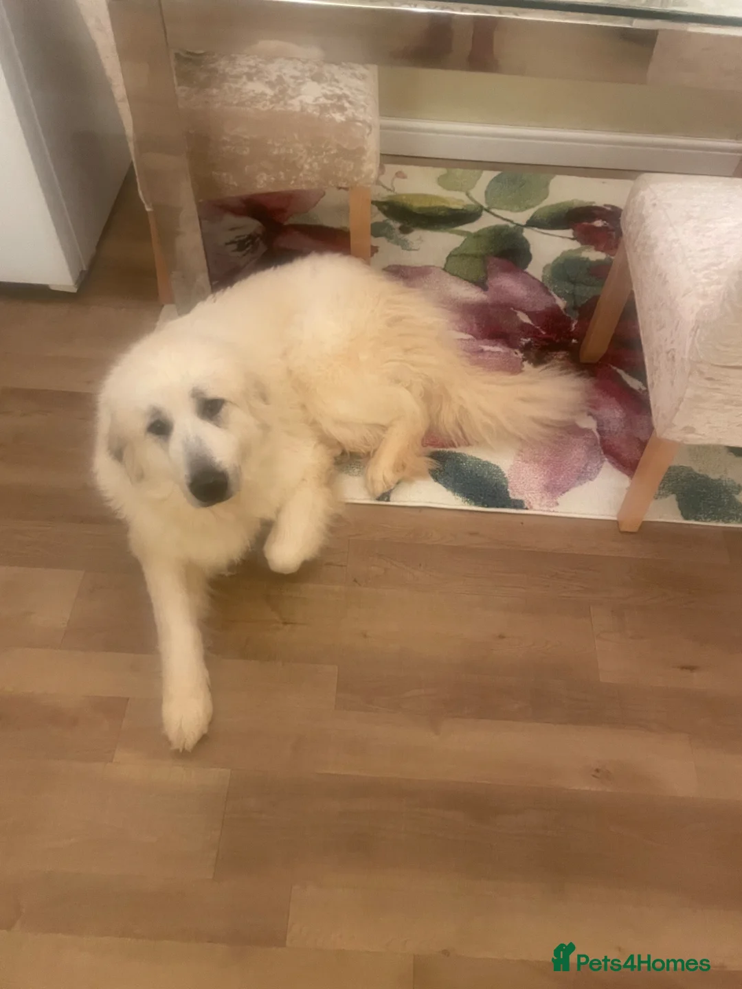 Mixed Breed dogs for sale: Pyrepoodle puppies health tested  - Advert 2