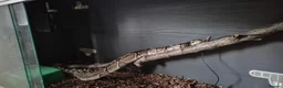 Python Snake reptiles for sale: 2 ball pythons - Advert 6