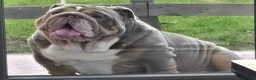 English Bulldog dogs for sale: Lilic tri bulldog  - Advert 5