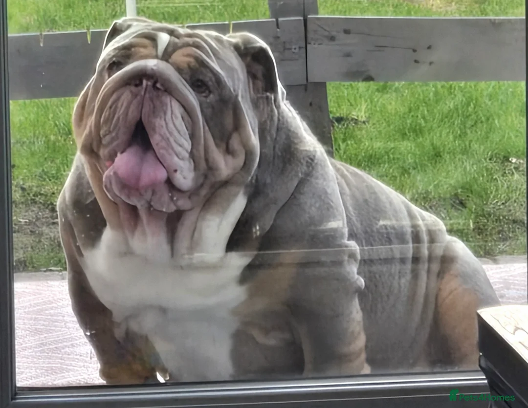 English Bulldog dogs for sale: Lilic tri bulldog  - Advert 5