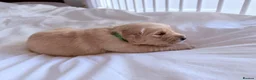 Golden Retriever dogs for sale: Golden Retriever Puppies - Advert 9