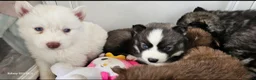 Siberian Husky dogs for sale: Ready to go ! Siberian Husky - Advert 32