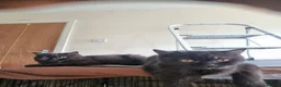 British Shorthair cats for sale: Kind Friendly Healthy Vaccinated Microchipped - Advert 9