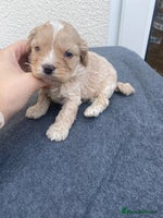 Cavapoo dogs Extensively Health tested F1 Toy Cavapoo puppies - Advert 4