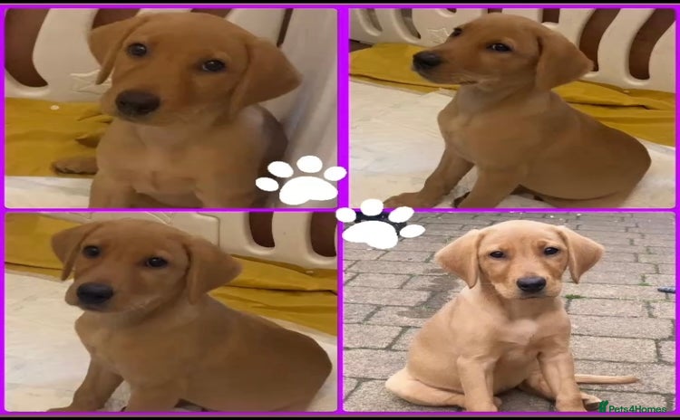 Labrador Retriever dogs in Saltcoats - Advert 3
