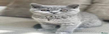 British Shorthair Kitten 1