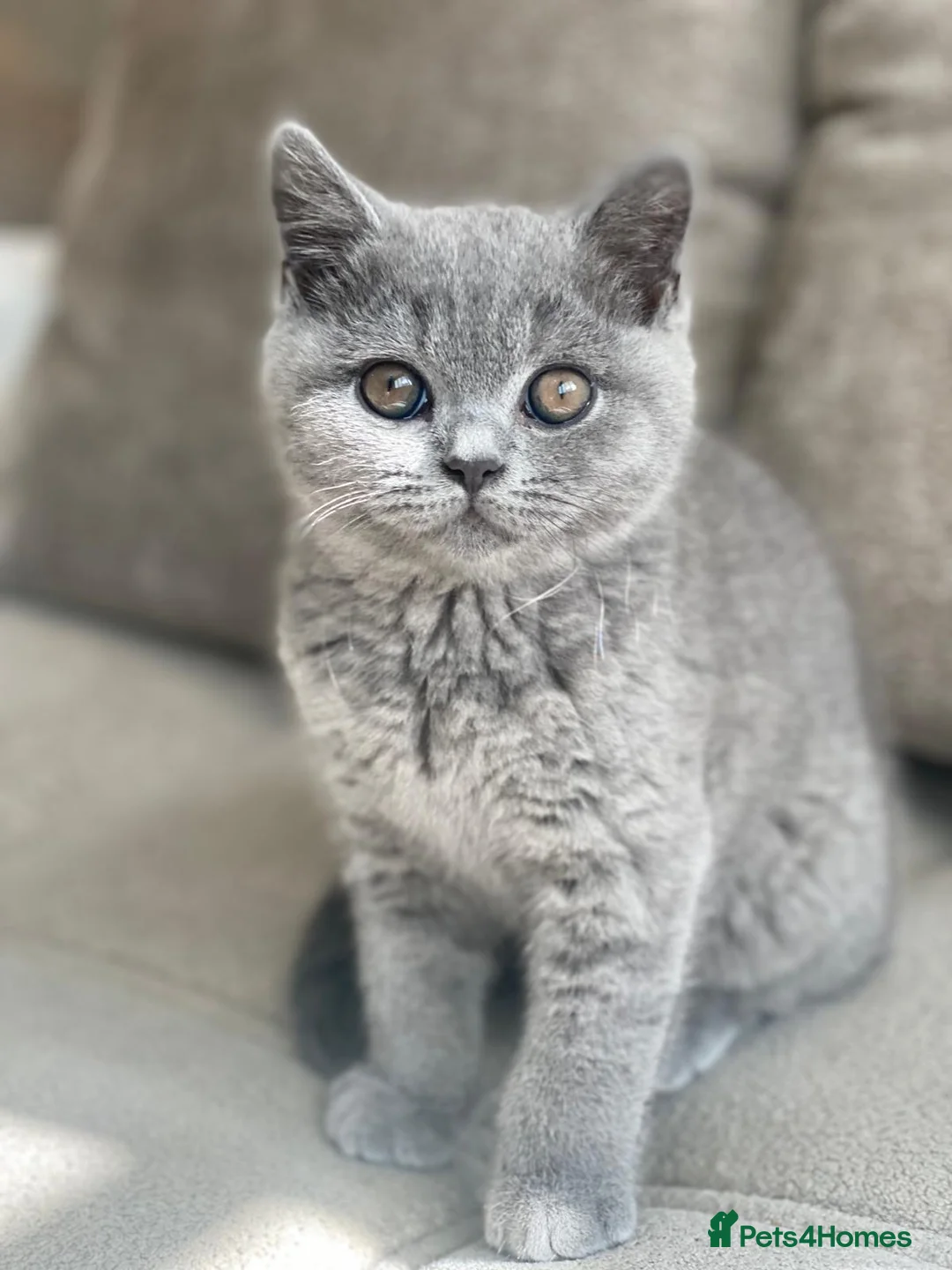 British Shorthair cats for sale: Champion lines🏆 Pedigree British Shorthairs - Advert 1