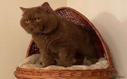 British Shorthair cats for sale: Beautiful bsh kittens available for forever homes  - Image 9
