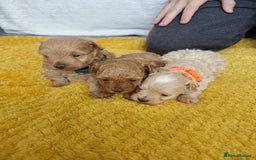Maltipoo dogs for sale: F1B Toy Maltipoo  - Image 6