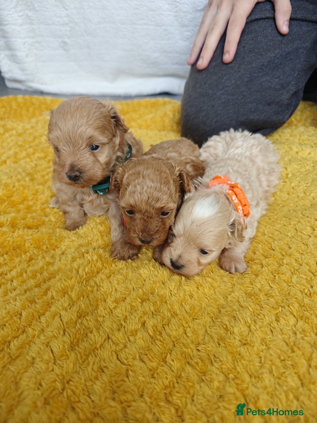 Maltipoo dogs for sale: F1B Toy Maltipoo  - Image 6