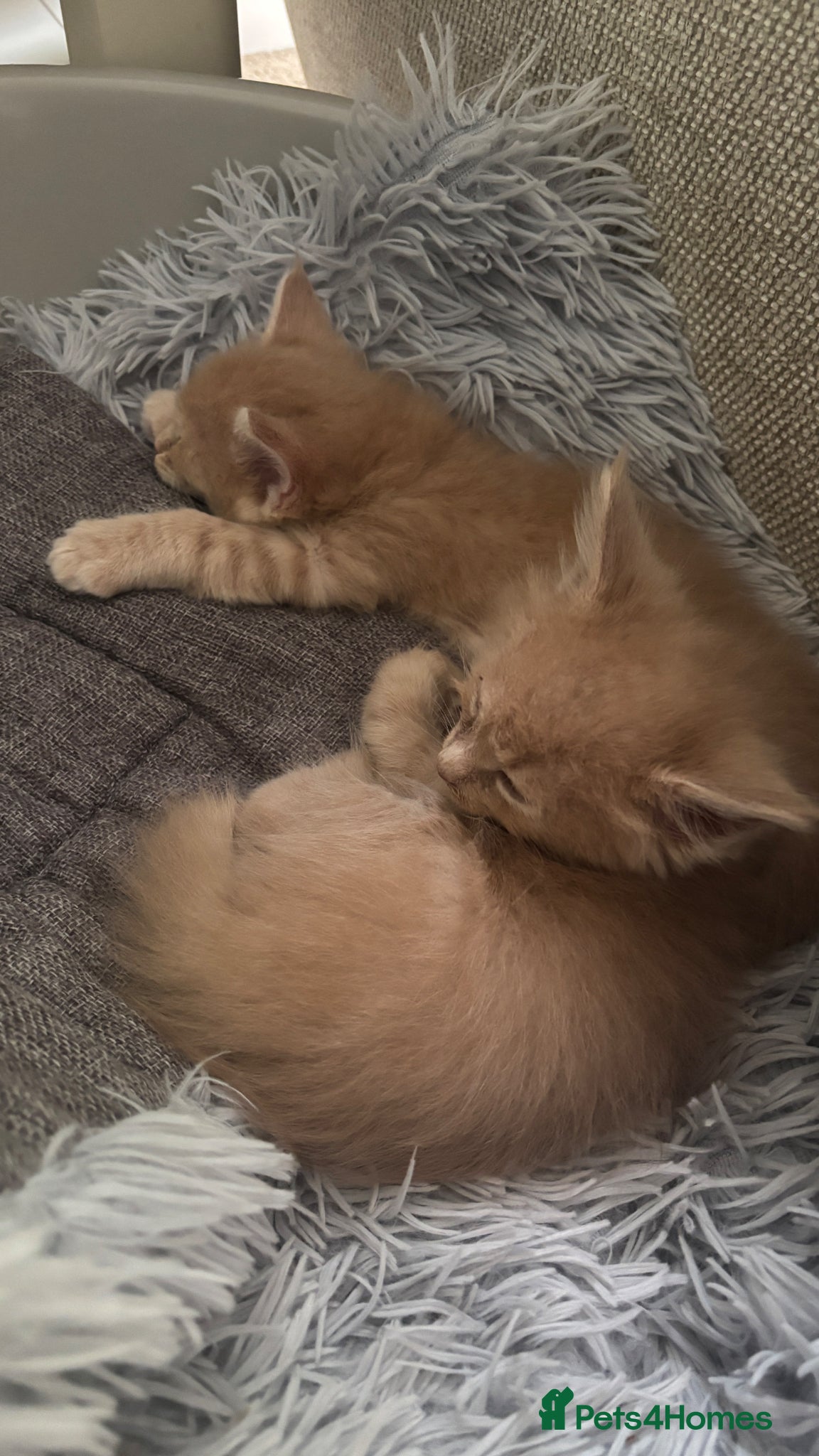 Maine Coon cats for sale: 8 Maine coon kittens - Advert 6